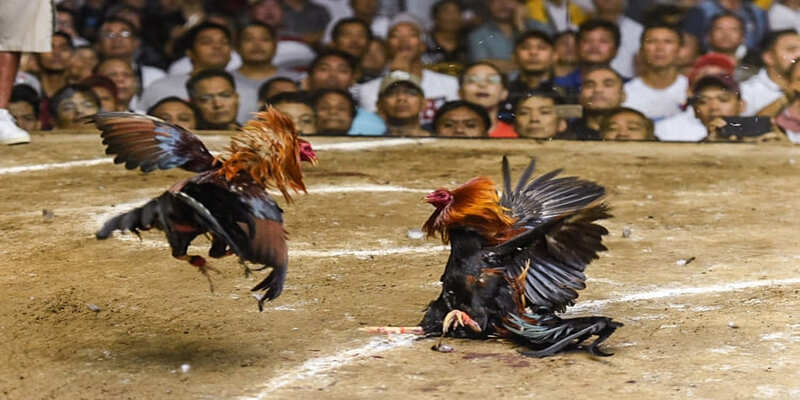 Tổng quan về thuốc đá gà bịp